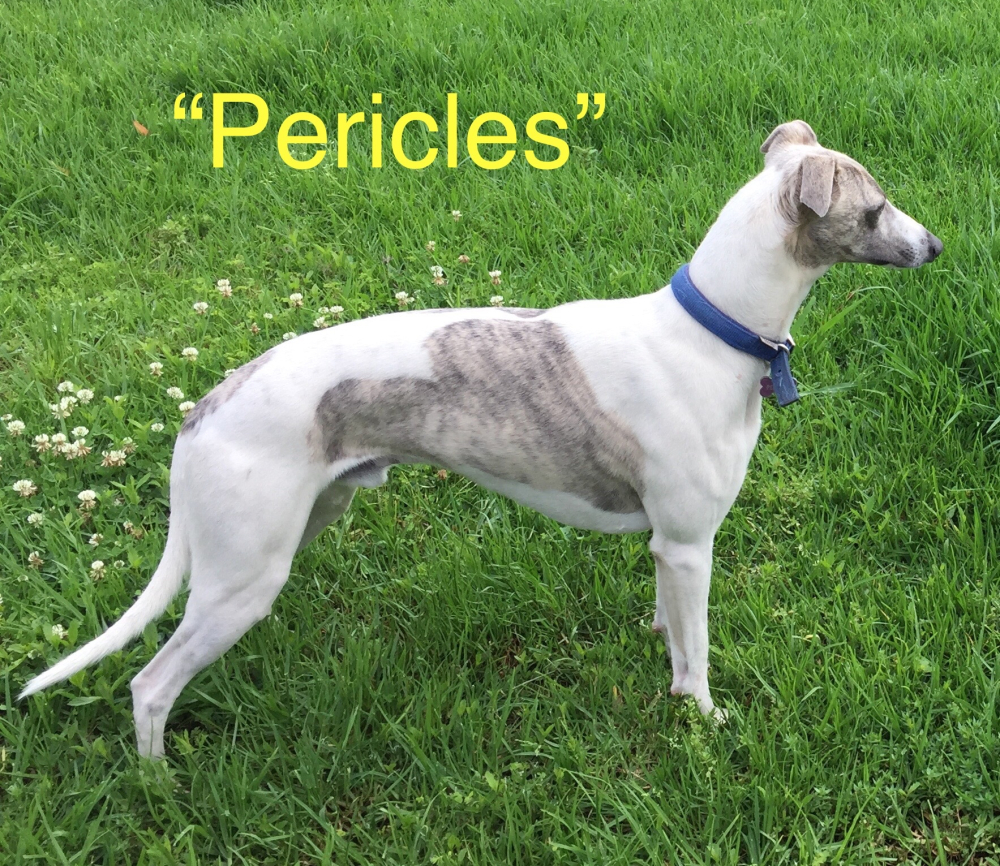 Image of Pericles